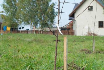 Planted Another 6 Fruit Trees in the Orchard.